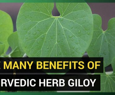 The Many Benefits of Giloy (Ayurvedic Herb)