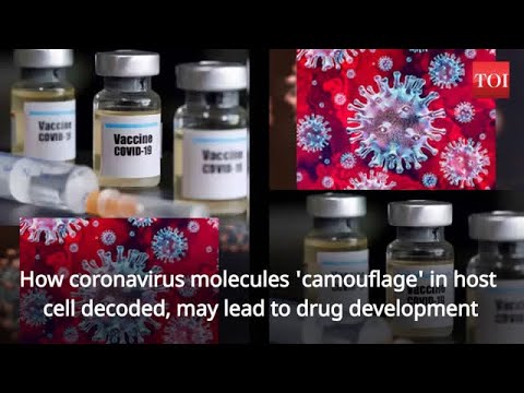Scientists decode how coronavirus molecules 'camouflage' in host cell; may lead to drug development