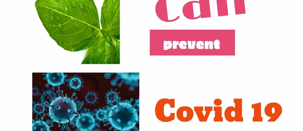 Basil Leaves Helps To Prevent Coronavirus Covid 19 ||  Immunity Boost Drink || Tulsi Tea