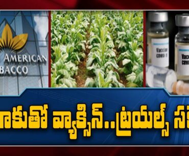 British American Tobacco says it's awaiting FDA permission to start COVID 19 vaccine trials - TV9