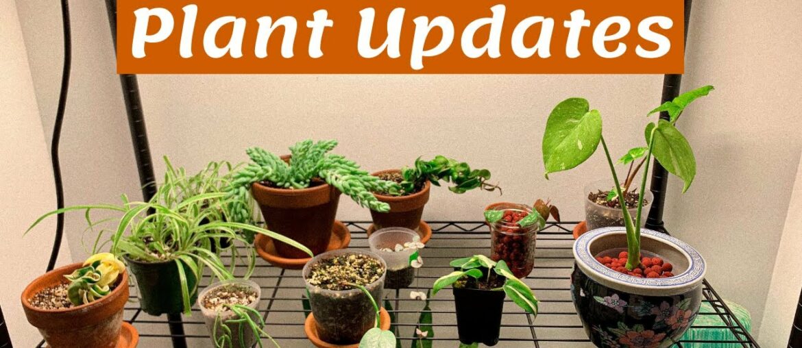 Plant UPDATES | Propagation Box, Thai Constellation, Etc.