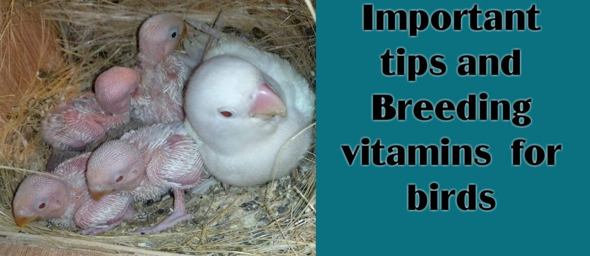 Some important tips & breeding vitamins for birds