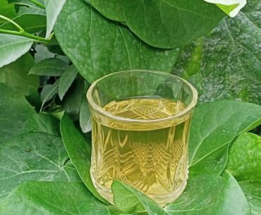 Giloy kadha /drink to boost your immune system and protect from Covid-19 & other diseases