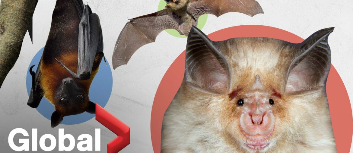 Why bats can survive diseases humans can't