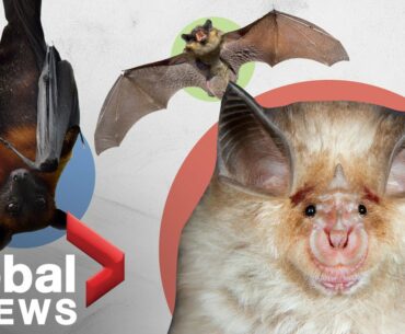 Why bats can survive diseases humans can't
