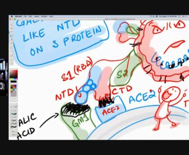 Galectin Inhibitors, Viral Infections, Inflammation