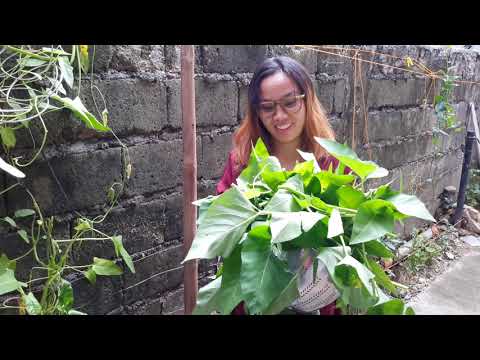 Harvesting Kangkong Vegetables