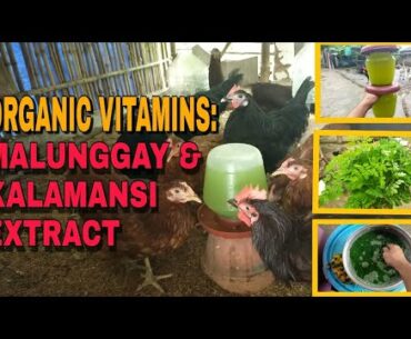 HOW TO MAKE ORGANIC VITAMINS FOR FREE RANGE CHICKEN | MALUNGGAY & CALAMANSI EXTRACT