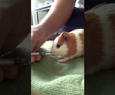 Our Pet Guinea Pig Genivie is taking her vitamin C