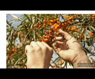 What is Seabuckthorn|| Seabuckthorn||biosash|| by me seabuckthorn with NEHA||