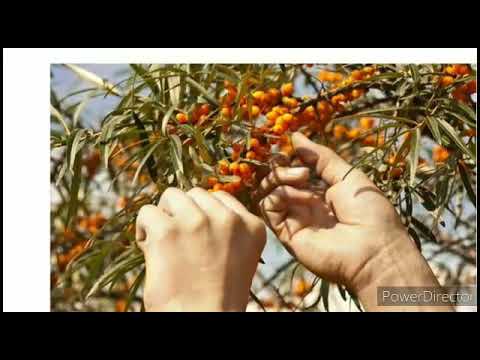 What is Seabuckthorn|| Seabuckthorn||biosash|| by me seabuckthorn with NEHA||