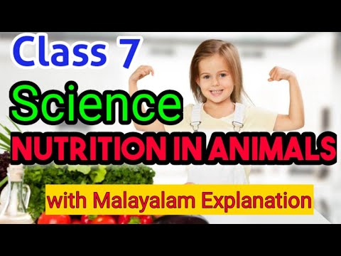 NUTRITION IN ANIMALS Ncert Class 7 Science Chapter  2 / CBSE Biology std 7 in Malayalam