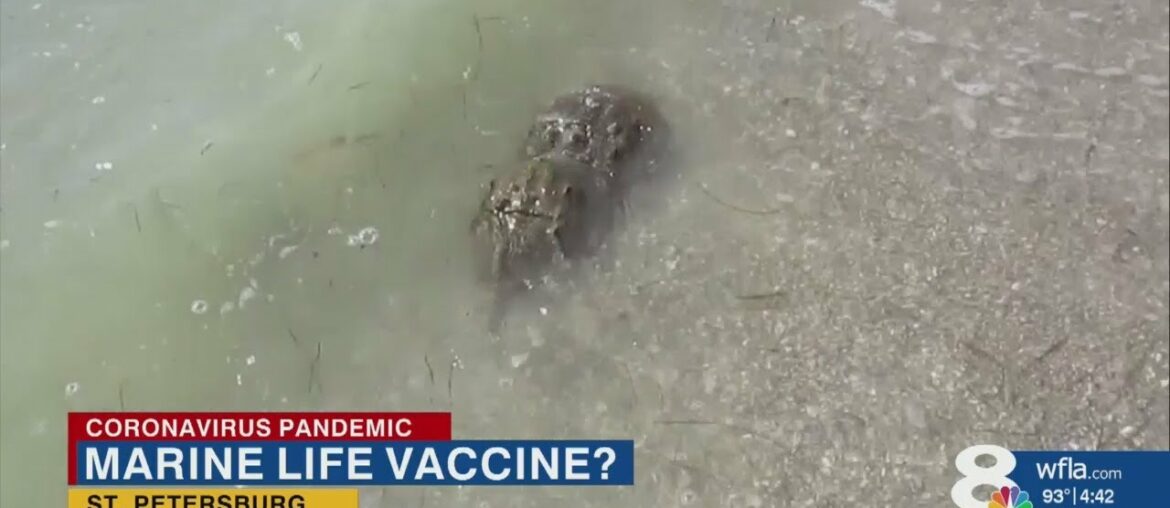 Horseshoe crab blood is key to making a COVID-19 vaccine