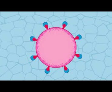 Can this molecule provide protection from COVID-19?