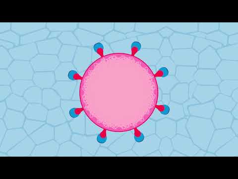 Can this molecule provide protection from COVID-19?