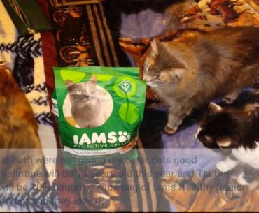 IAMs Proactive Health Dry Food for Cats - Senior - 1.59kg