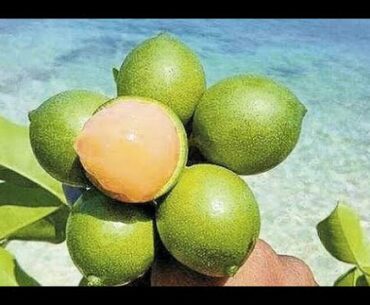 GUINEP JUICE (SPANISH LIMES)