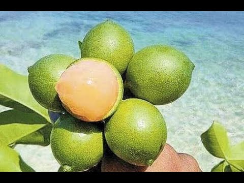 GUINEP JUICE (SPANISH LIMES)