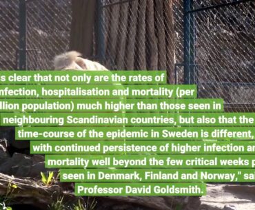 Stop Trying To Make ‘Herd Immunity’ Happen: Sweden’s Attempt At Covid-19 Herd Immunity Failed,...