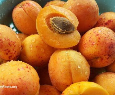 Does Laetrile (Amygdalin or Vitamin B-17) Work as an Alternative Cancer Cure?