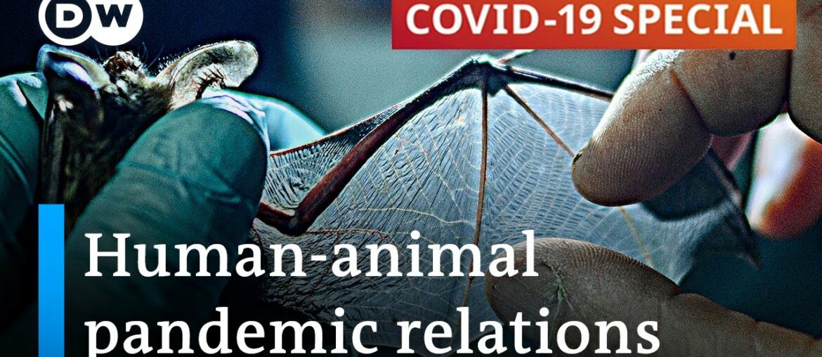 How COVID-19 impacts human-animal coexistence | COVID-19 Special