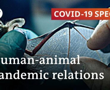 How COVID-19 impacts human-animal coexistence | COVID-19 Special