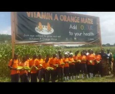 Zambian Schoolchildren Embrace Nutritious Vitamin A Orange Maize