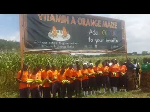 Zambian Schoolchildren Embrace Nutritious Vitamin A Orange Maize