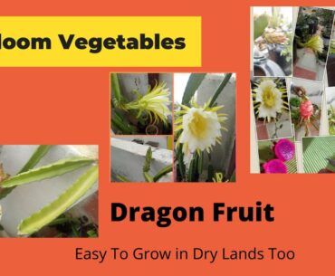 Heirloom Vegetables | Dragon Fruit |