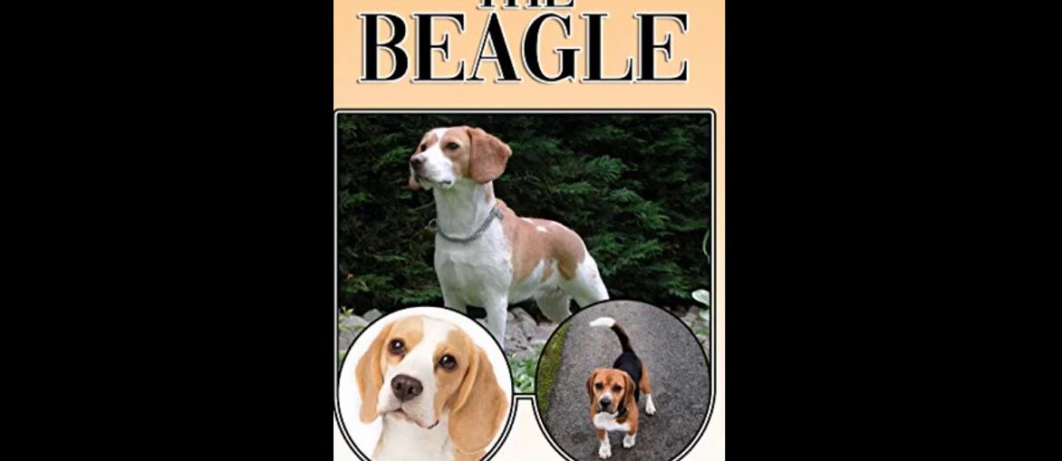 Beagles - The Owner's Guide from Puppy to Old Age - Choosing, Caring for, Grooming, Health, Tra...