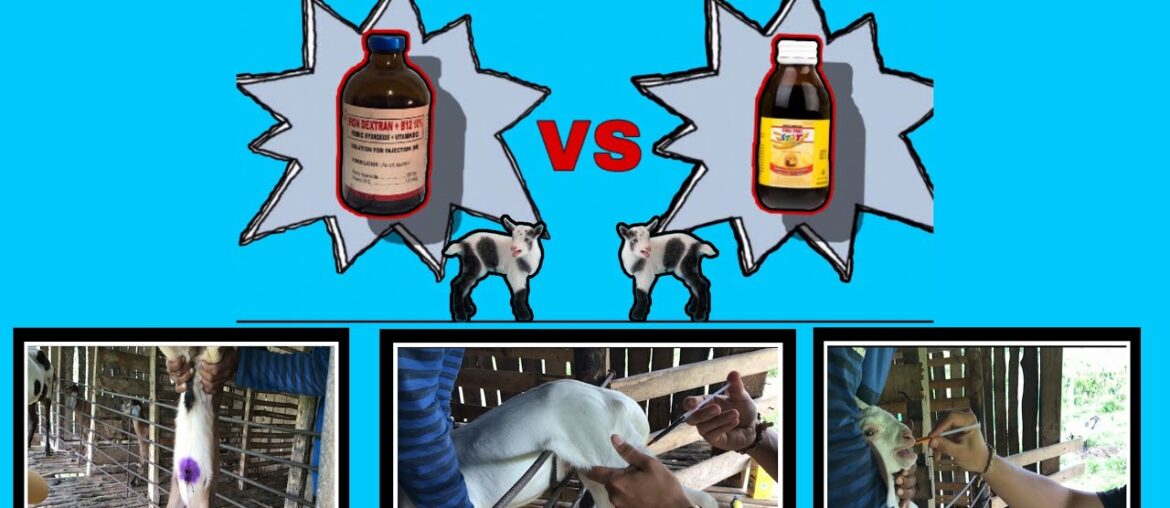 What are the good vitamins you must try on your new born goats | Goat Farming Part 5