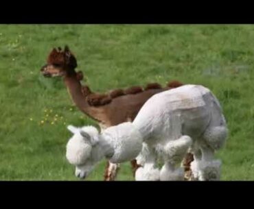 Alpacas to be heroes in fight against COVID-19?