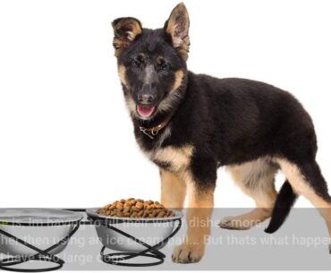 PETMAKER Stainless Steel Raised Food & Water Bowls with Decorative 3.5” Tall Stand for Dogs & C...