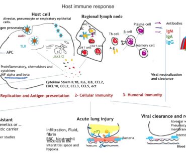 COVID19#2:  Host Immune Response and Diagnosis