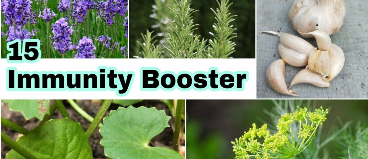 15 Easy-To-Grow Herbs To Boost Immunity | Health During Pandemic Covid-19 | Herb Gardening For Fun