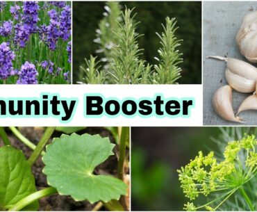 15 Easy-To-Grow Herbs To Boost Immunity | Health During Pandemic Covid-19 | Herb Gardening For Fun