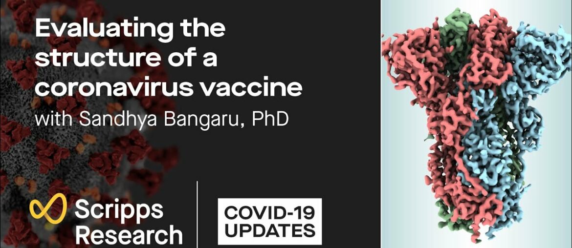 Evaluating the structure of a coronavirus vaccine