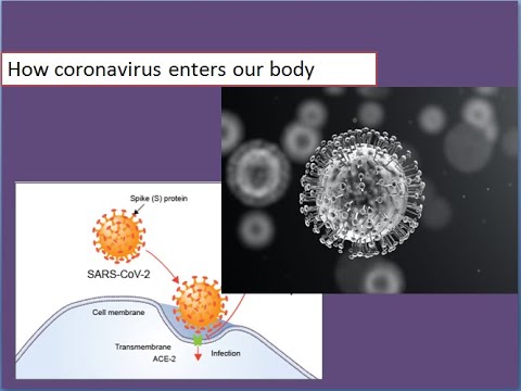 How coronavirus enters our body