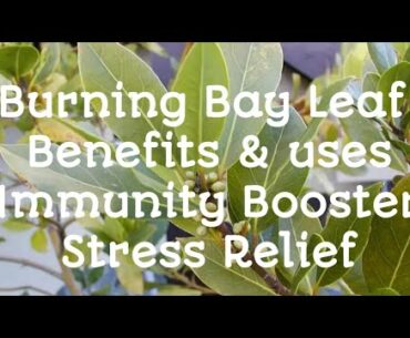 Bay Leaf Burning Benefits | Bay Leaf | Immunity Booster | Stress Relief | Covid-19 | SimpleSoujanya