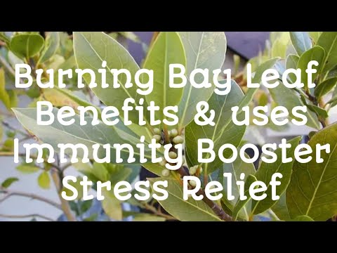 Bay Leaf Burning Benefits | Bay Leaf | Immunity Booster | Stress Relief | Covid-19 | SimpleSoujanya