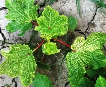 Plant Nutrition Tutorial: Diagnosis of Nutrient Deficiency