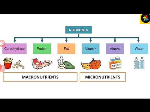 Food and Nutrition 1 | Macro and Micro Nutrients and its sources