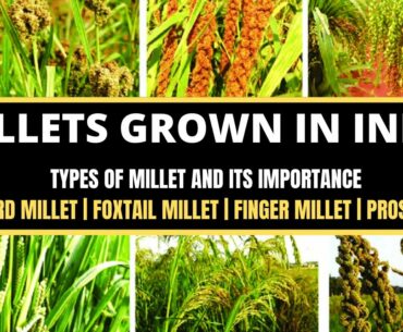 Millets Grown in India |Types of Millets| Importance of Millets |Nutritional Value of Millets - 2020