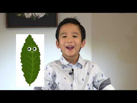 Health Trivia - Kids Edition (Kale Chips and Kale Smoothie by AJ)