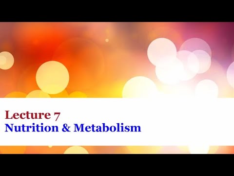 Lecture 7 - Nutrition and Metabolism