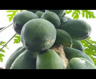 Amazing papaya  tree l Crafty Box