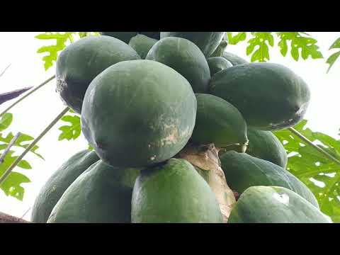 Amazing papaya  tree l Crafty Box