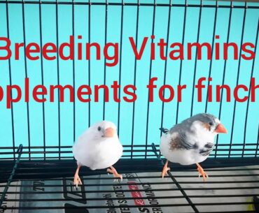 Breeding Vitamins and supplements for finches