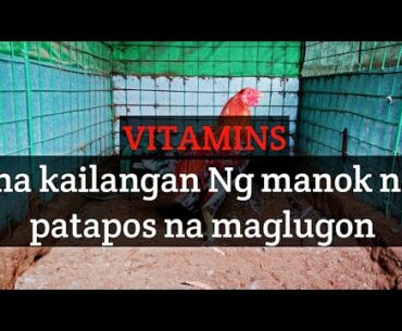 Vitamins Ng manok na naglulugun supplements