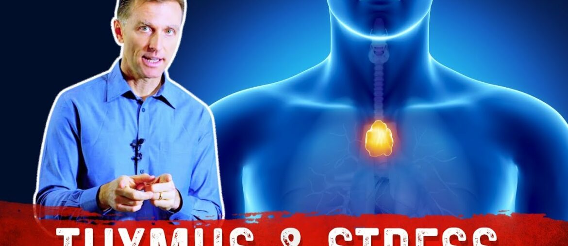 Stress, Thymus Gland and Your Immune System